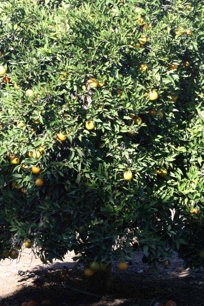            Habit (Riverside, CA)   